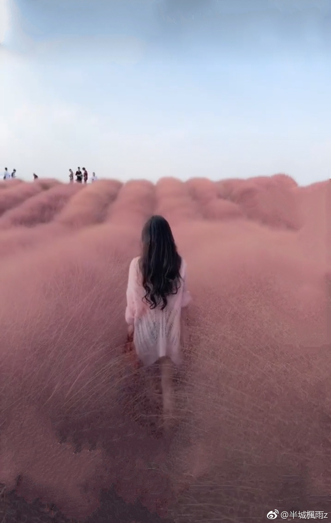 抖音火上天的"粉草"花海重庆武隆也有,11月最美,还不收门票