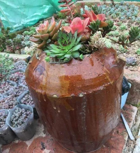 花盆太贵不敢买?路边捡个破罐子,秒变多肉拼盘!