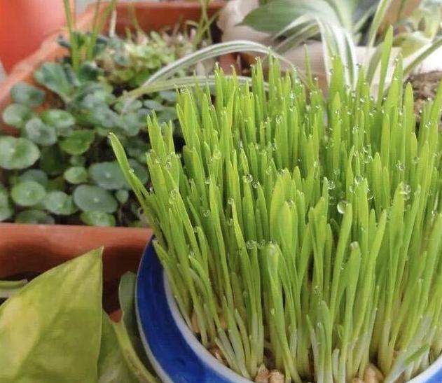 自家养小麦苗直接往盆子里一撒一周左右就开始出芽长高