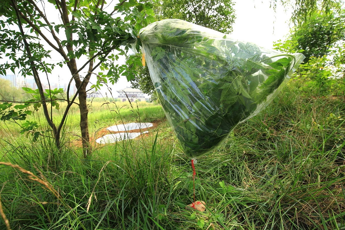 野外生存中找不到河流小溪地下水?收集露水才是终极绝招!