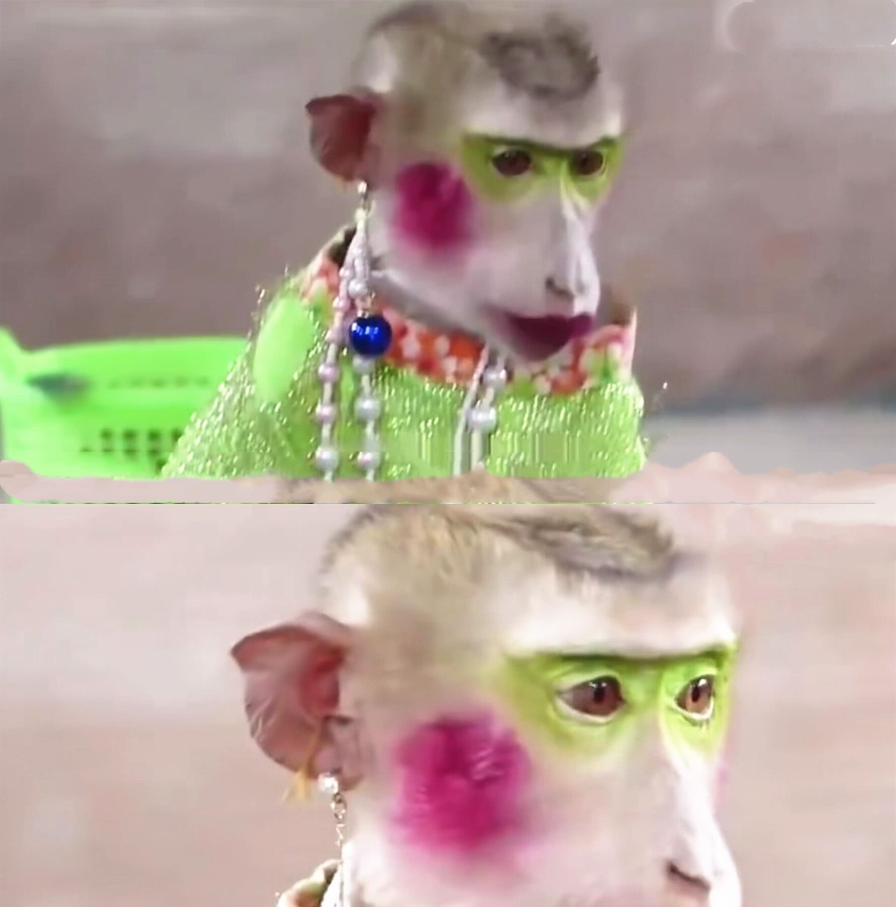 女子心血来潮给猴子化妆看到妆后的样子网友还好我进化的早