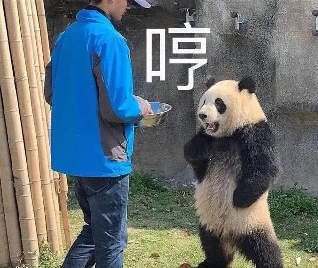 熊猫终于知道自己是国宝了叉腰动作太萌网友可把你牛坏了