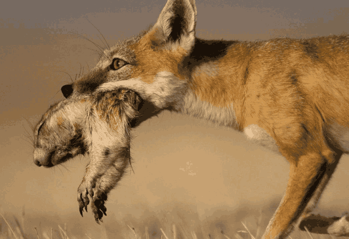 世界上最狡猾的动物狐狸 没人能吃到他的肉