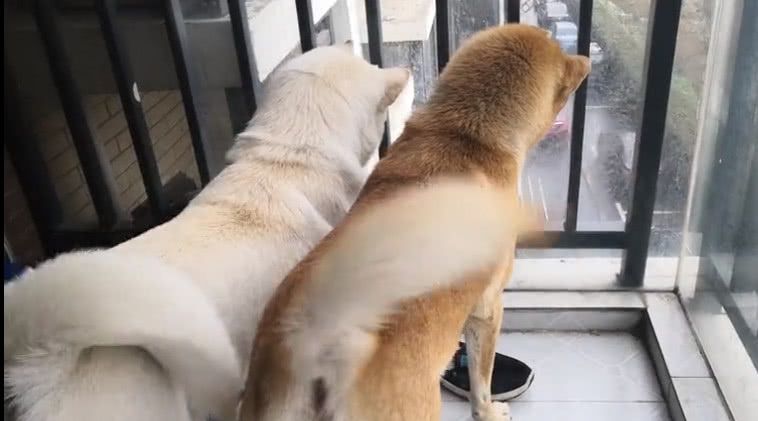 三只中华田园犬在阳台上左顾右盼神同步笑喷众人