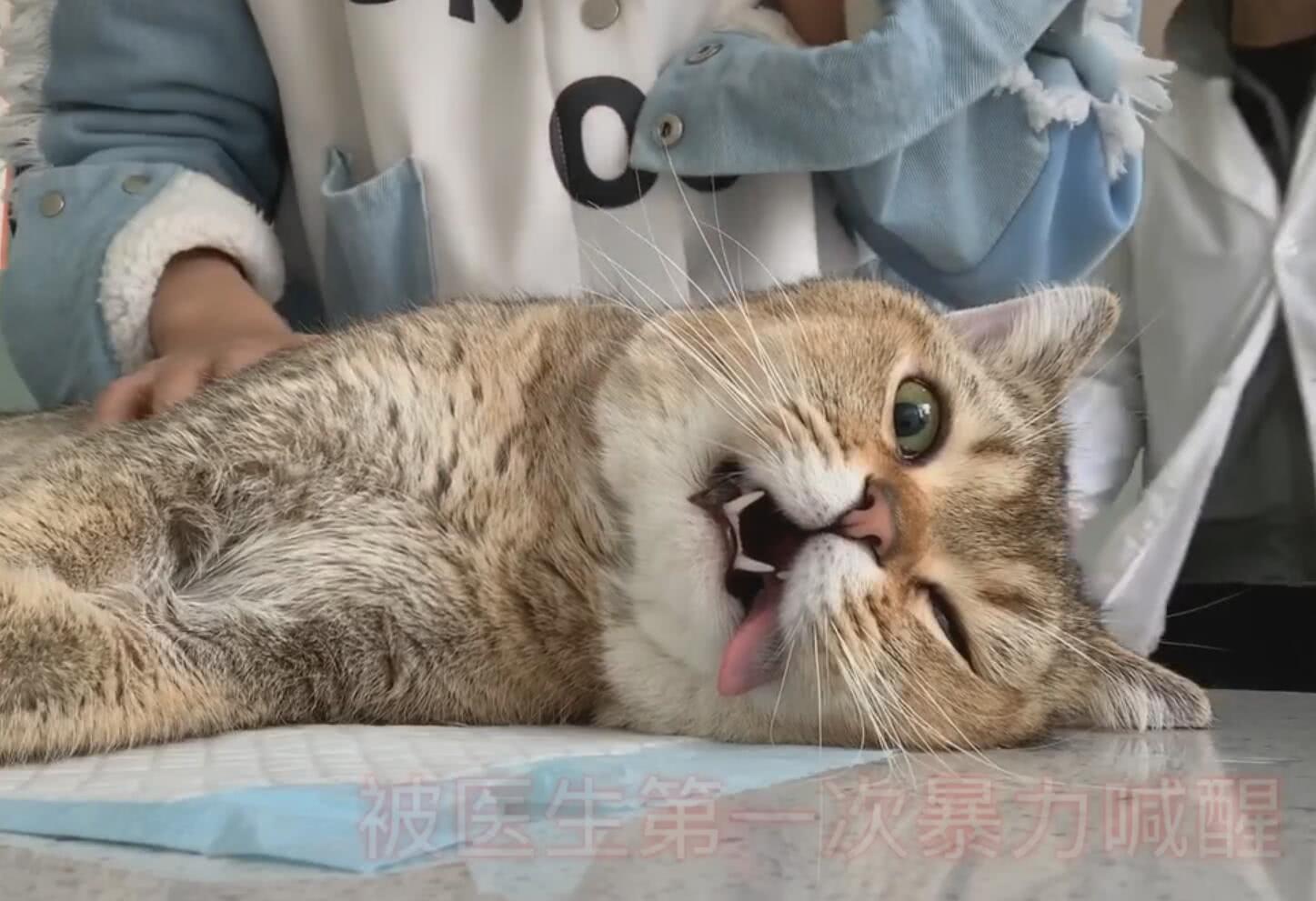 猫咪被麻醉之后没醒连续拍几次猫咪的反应让人笑喷