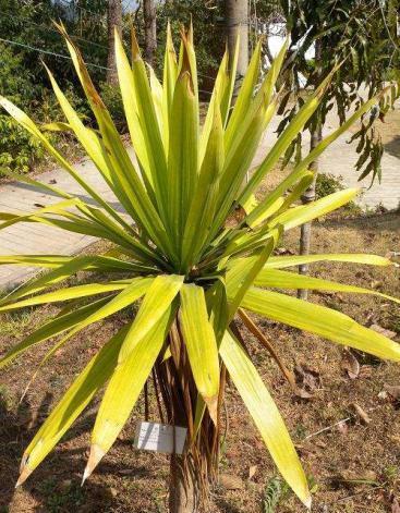 当然如今的岩棕已经十分稀少了,大家见了之后一定不能喝上太多