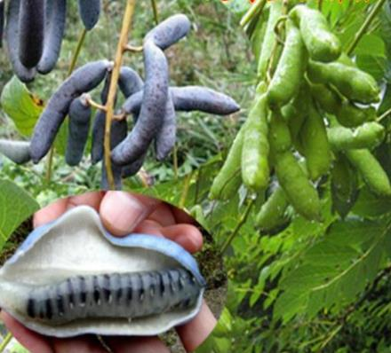 猫屎瓜不仅长相吓人,而且剥开后是更吓人,其内部果肉呈现透明状,中间