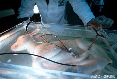 人造子宫成功孕育早产羔羊,"批量生产"人类或不久后实现!