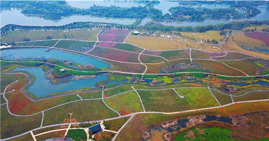 长沙洋湖湿地体育公园:百亩芝樱花含苞待放