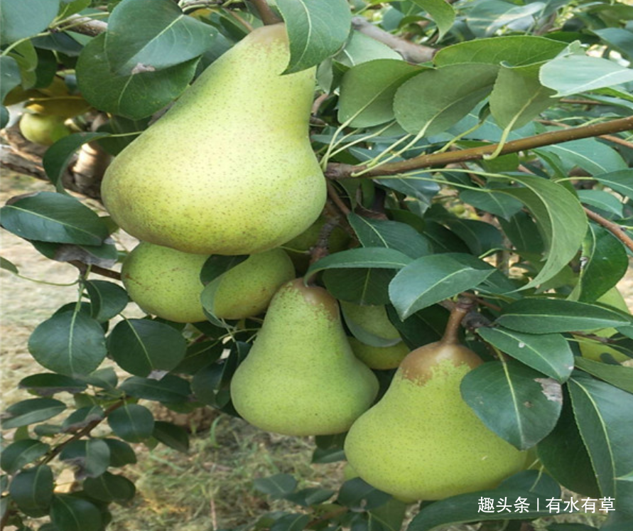 农村这种“丑梨”，长得丑，口感很好，一斤15元|口感|糖度|苹果梨_新浪新闻