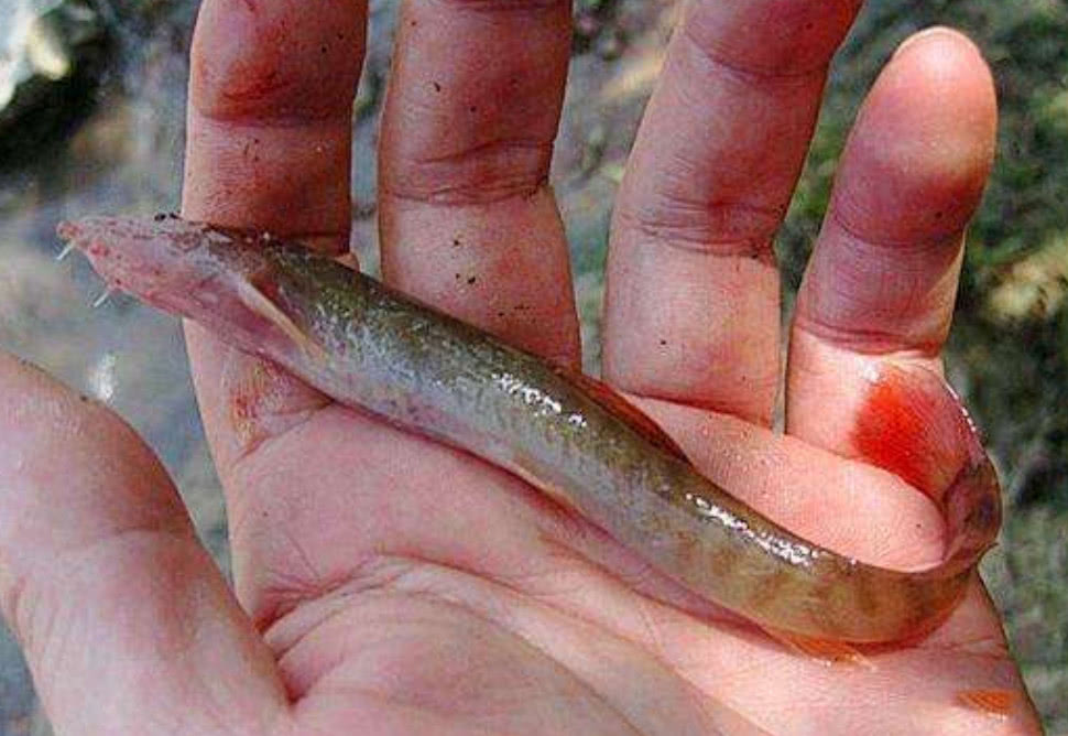 几乎没有人吃的3种小河鱼,第1种叫"烧火佬",来看看你吃过吗