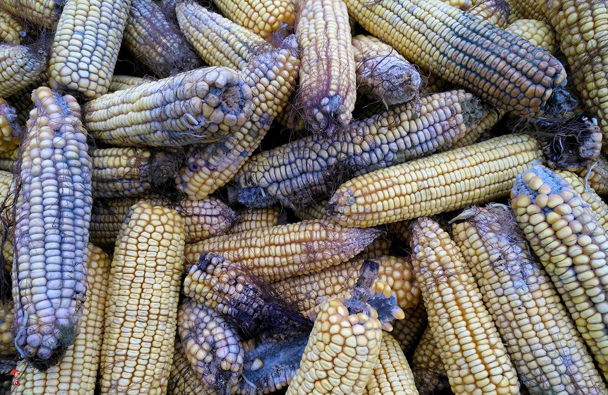 "发霉"了的玉米不要扔,不但能吃味道还好,而且比普通玉米值钱