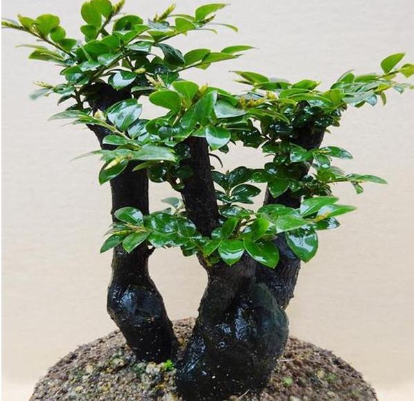 家里有庭院就该种宝树前人种树后人收钱旺财养人