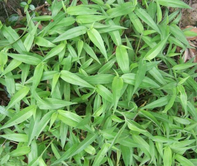 这种猪吃的"野草",现在人都开始吃,现在才知道它的价值!