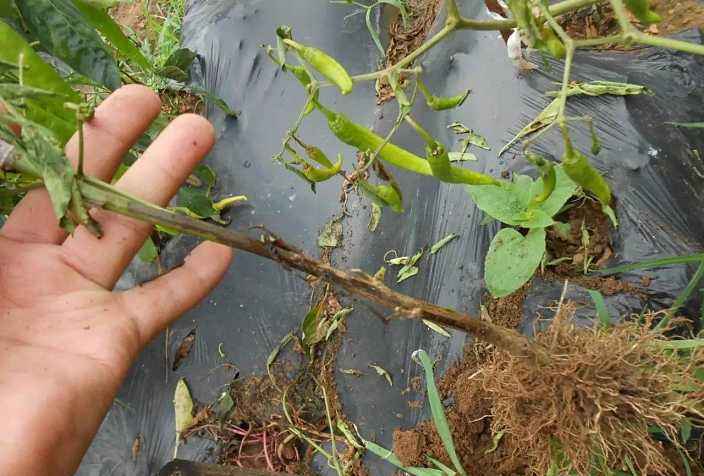 辣椒茎基腐病发病原因是什么?如何才能预防?椒农这么说|腐病|辣椒|发