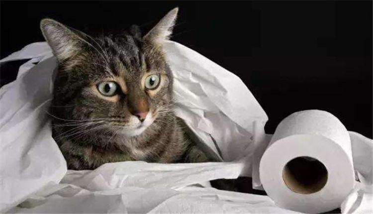 仅凭爱咬纸这一点行为并不能确定猫咪就是患有异食癖,铲屎官们平常要