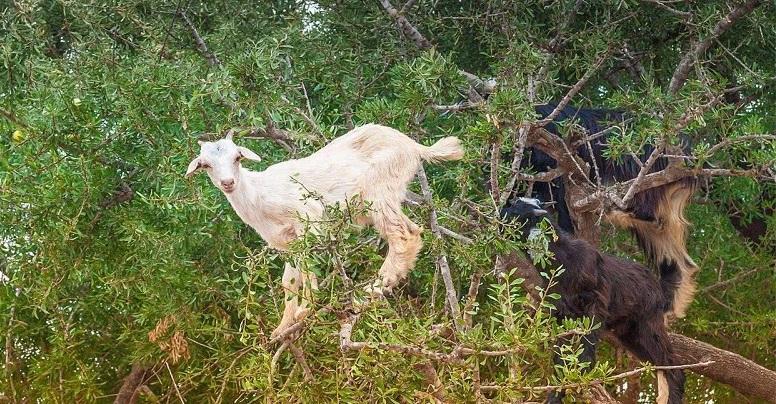 世界上唯一会上树的山羊,每天爬树吃树叶,主人却一点不担心