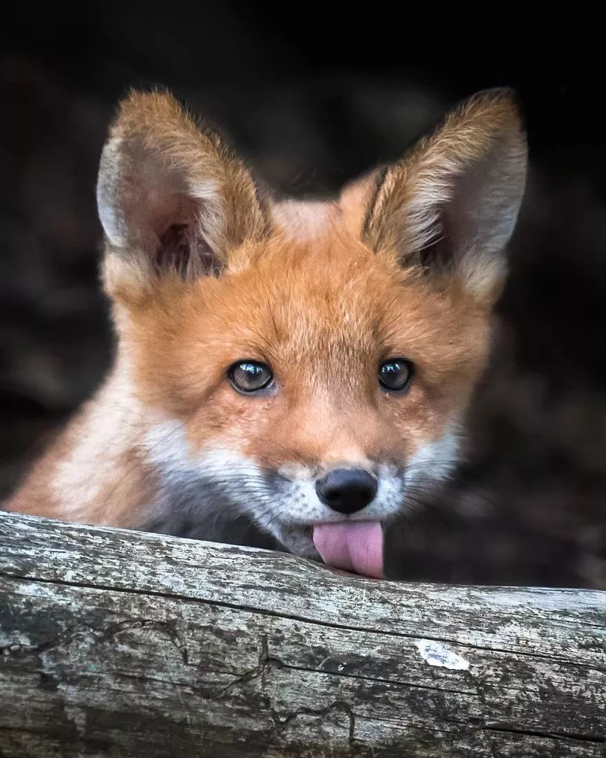 摄影师镜头下芬兰森林里的小狐狸,好像童话里的精灵