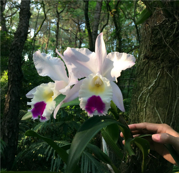 兰生深山中,馥馥吐幽香,佛山南丹山树上兰花开花了|兰花|南丹山|幽香_新浪新闻
