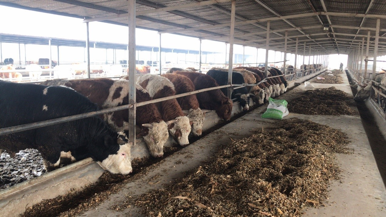 菌菇,可以用来生产沼气,可以用来养殖蚯蚓等,像这样进行生态循环利用