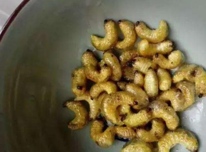 葛根里的害虫一斤200元,人称"烂虫",用来油炸是一绝!