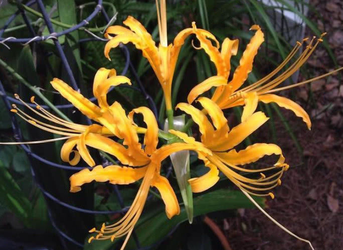 农村一种颜色鲜艳的野花,名叫"忽地笑",药用观赏价值俱佳