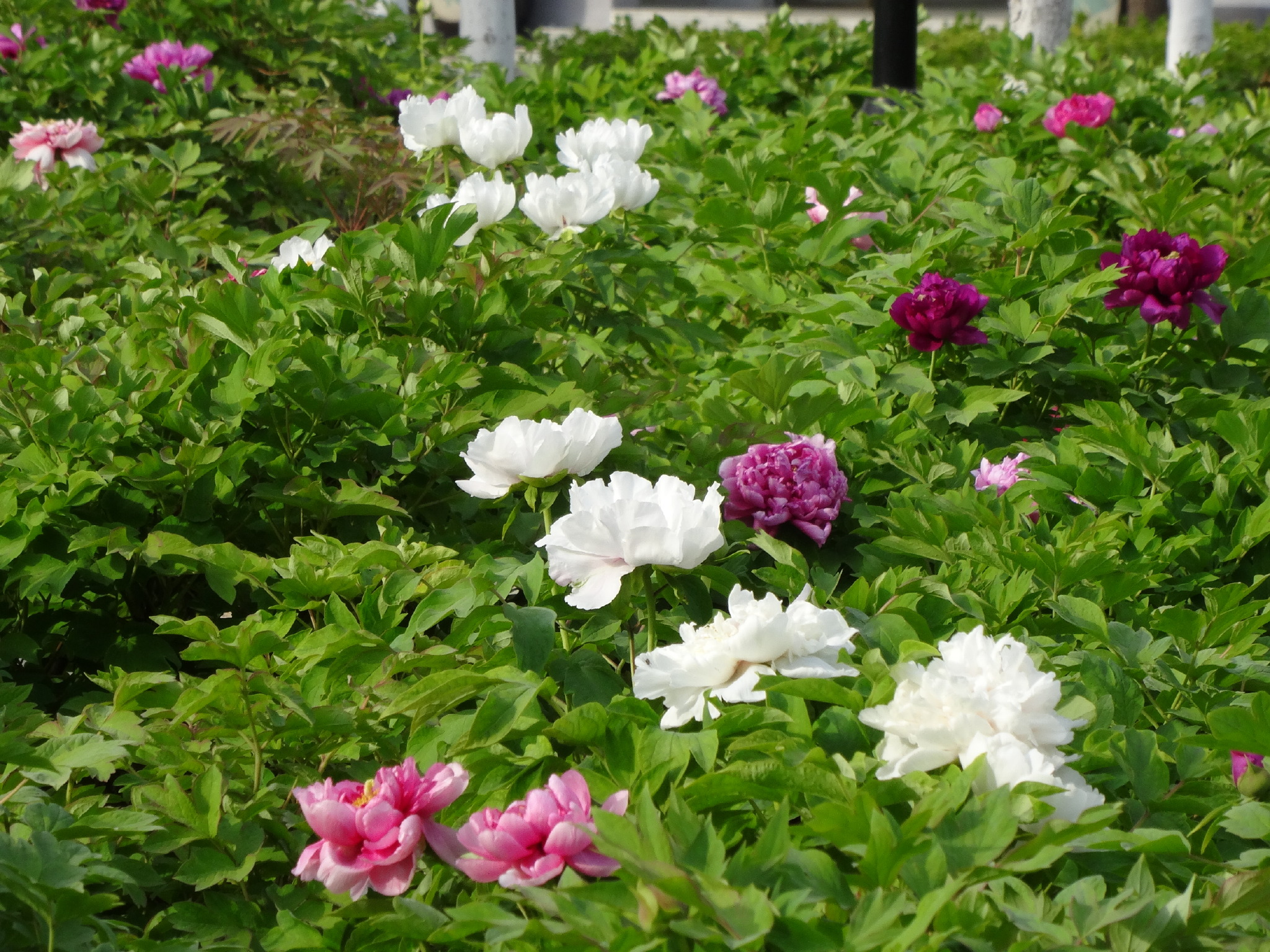 这里藏着淮安最大的牡丹花海!你确定不心动?