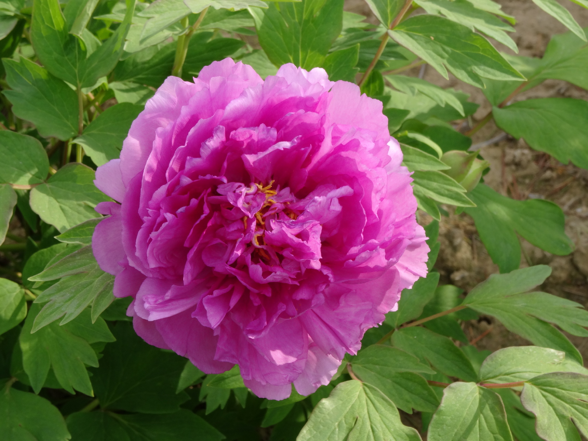 这里藏着淮安最大的牡丹花海!你确定不心动?