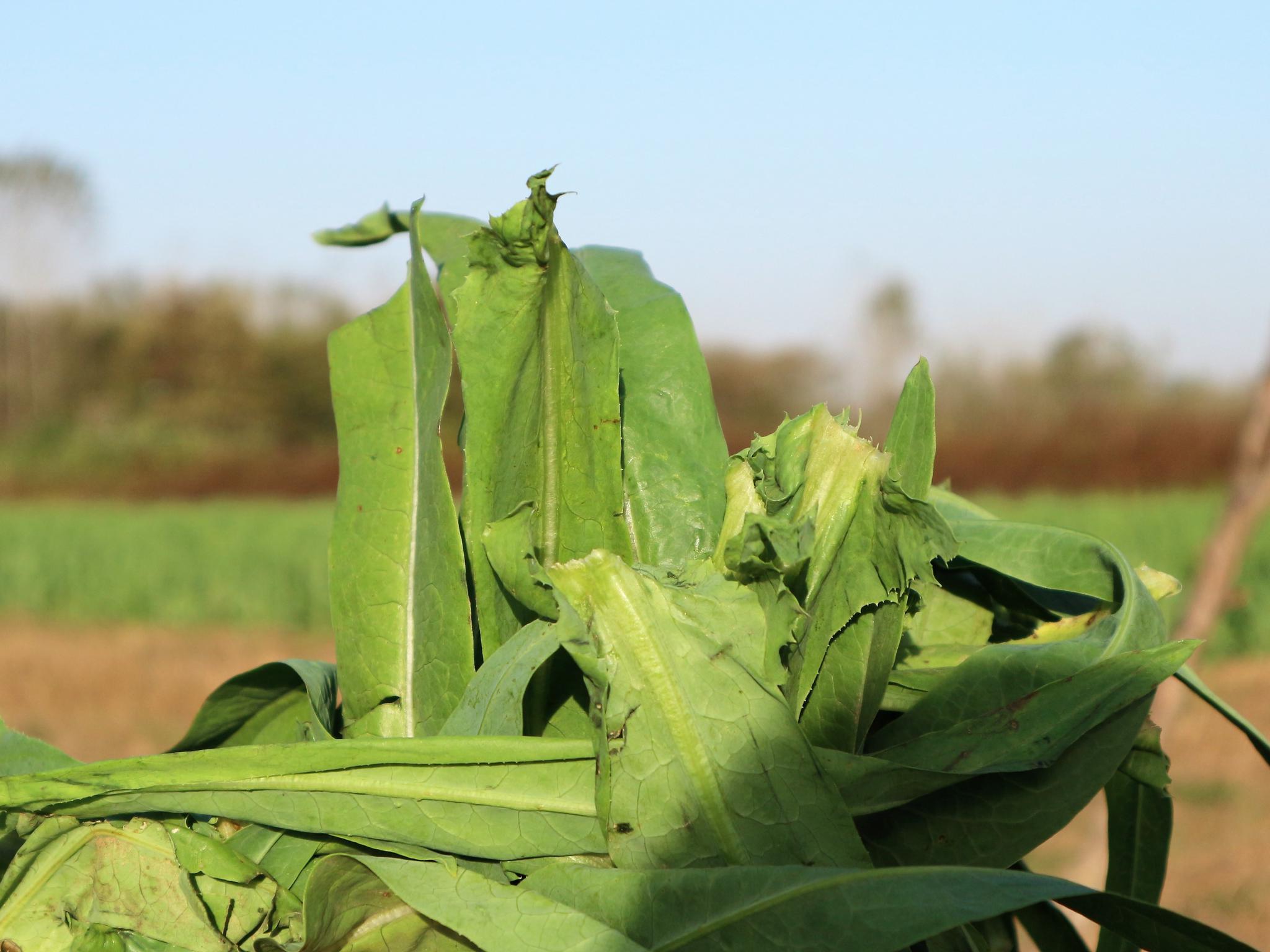 农村遗弃的蔬菜叶子,城里人视为稀罕物,你吃过这样的美食吗?