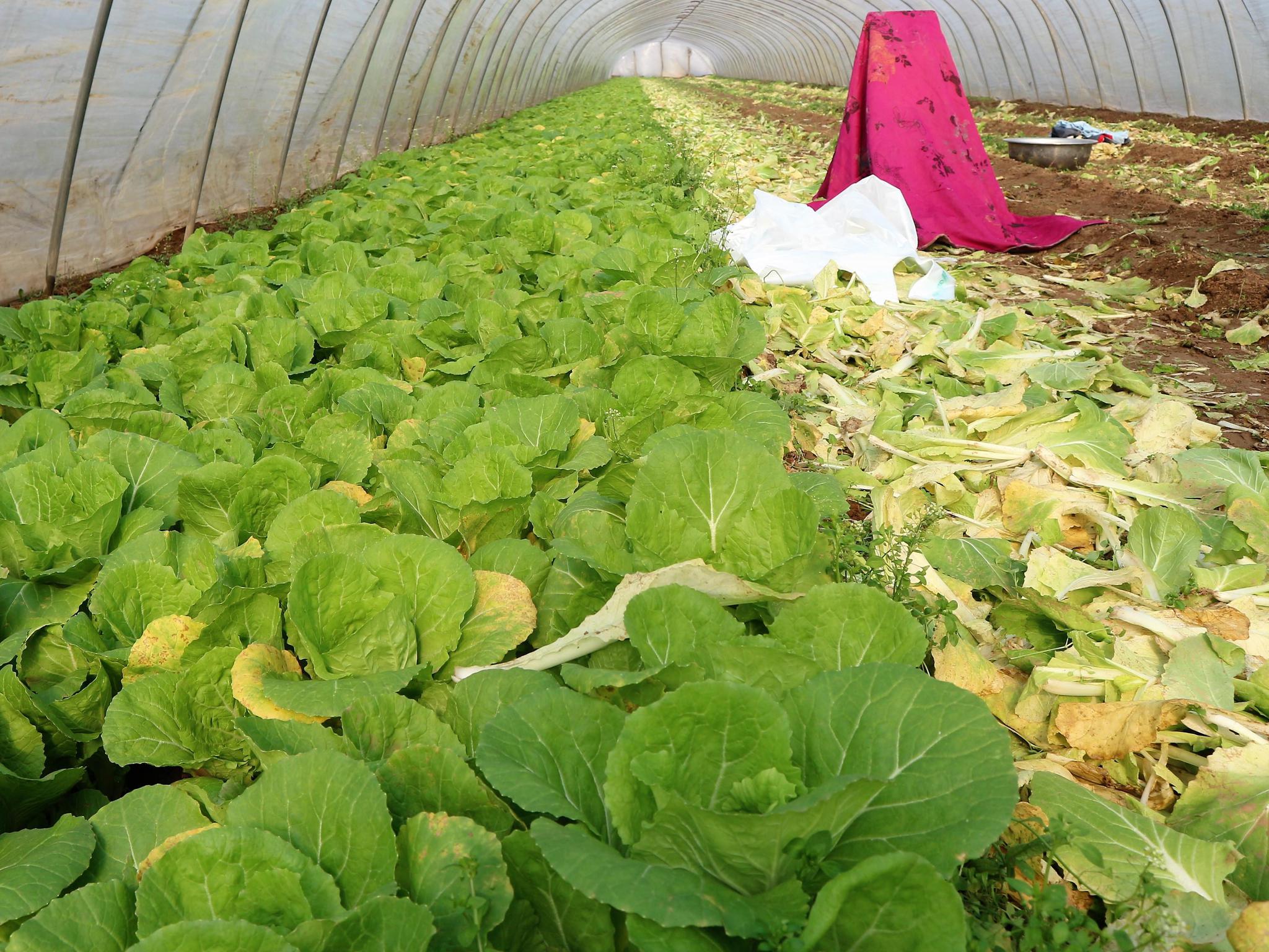 农民种植汤白菜,2亩收入1.5万元,村民们刮目相看!