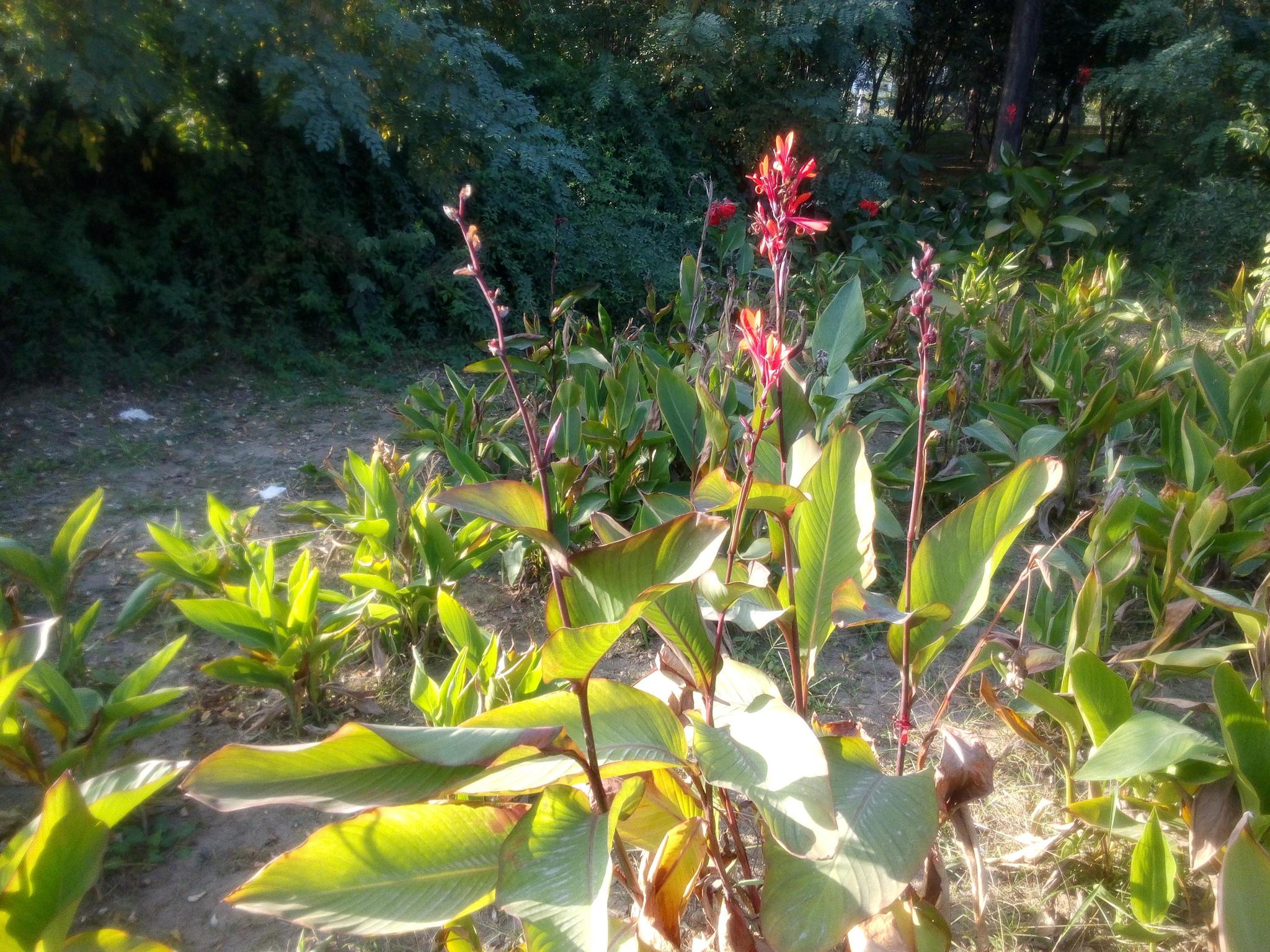 农村田边的一种野花,过去农村娃当"果汁"吸,殊不知价值好珍贵