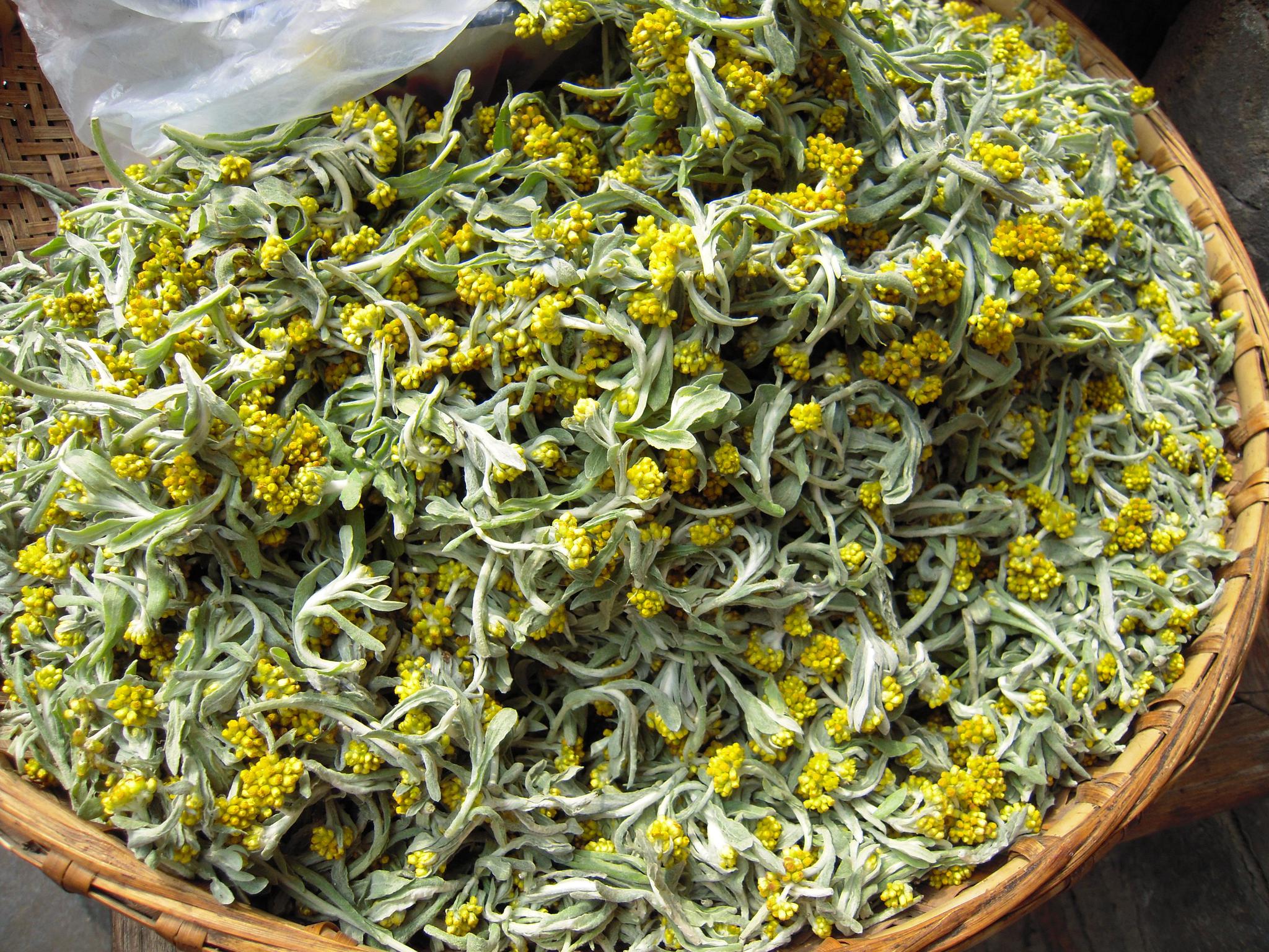 鼠麴草是一种早春野草,基本上2月份就会开始开花了,而它很喜欢生长在