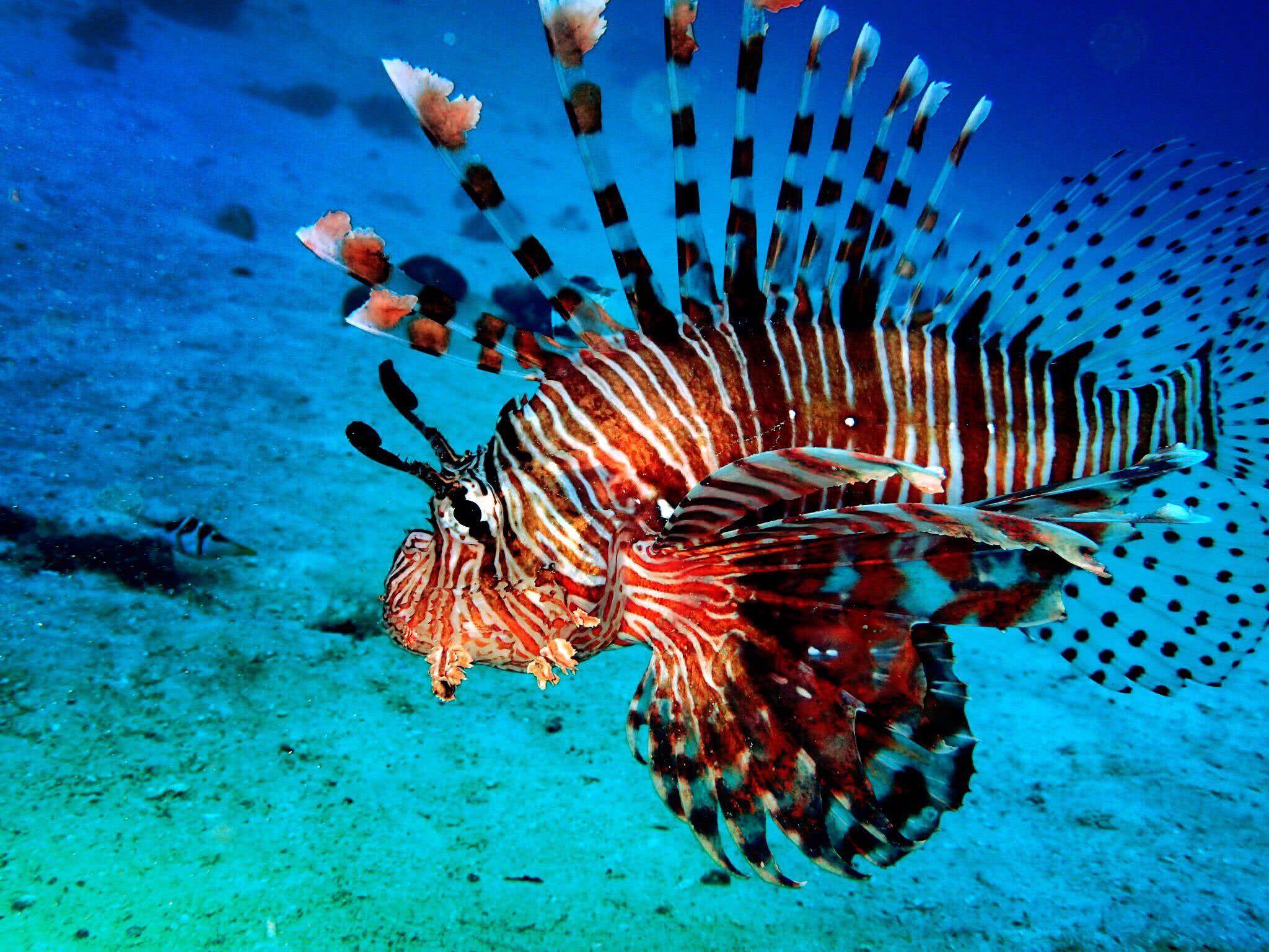 科学家发现海洋深处的特殊生物,可直立走动,却无法在陆地上生活