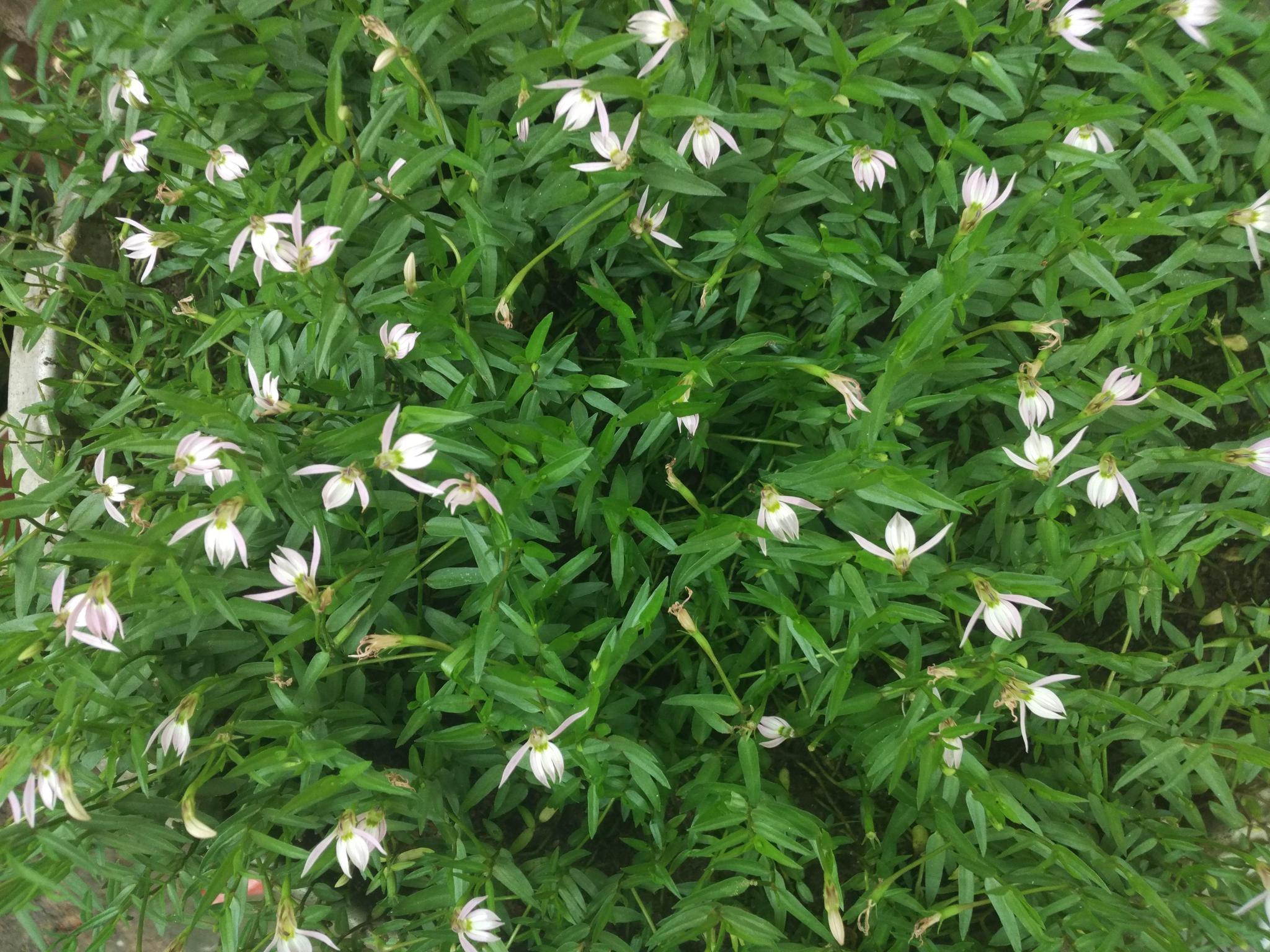 只开半边花人称半边莲把它种在房屋外有助于驱赶蛇虫