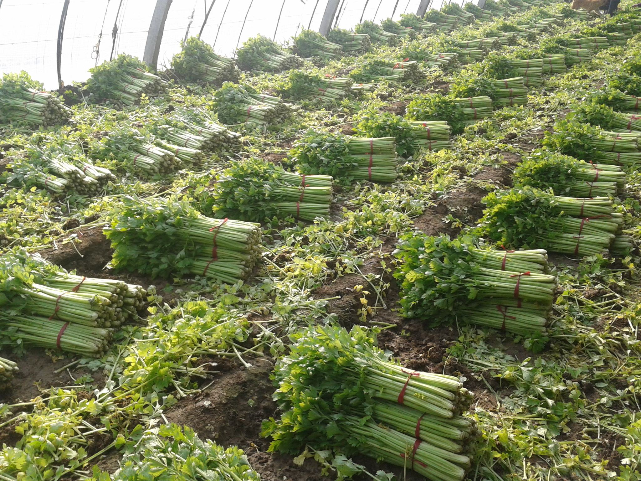 一些农民靠种芹菜挣钱,可是芹菜该怎么种才好卖呢?学学这几招!