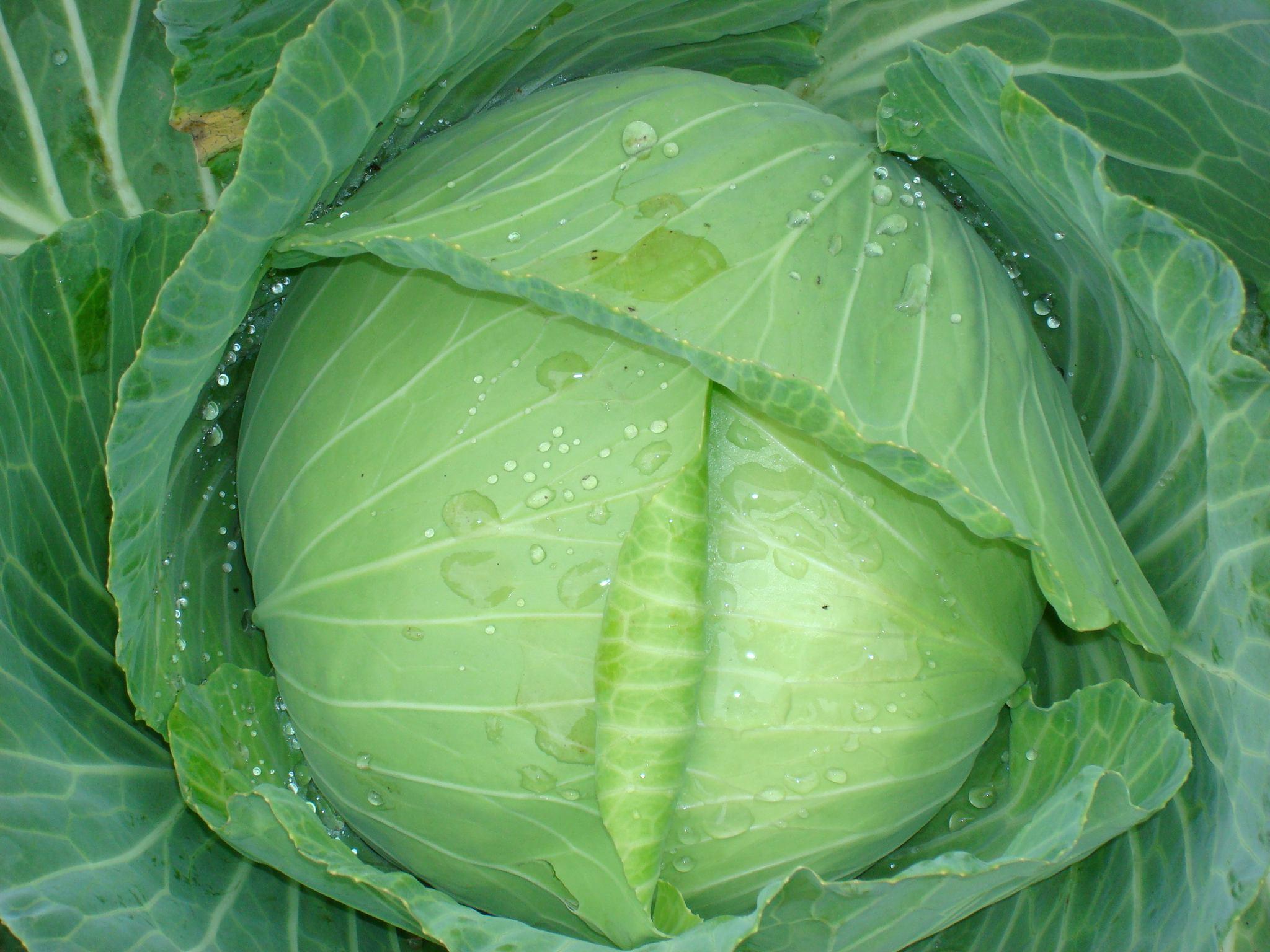 苏轼对笔下的暮春不悲不喜一首宋词中大头菜都变成了主角