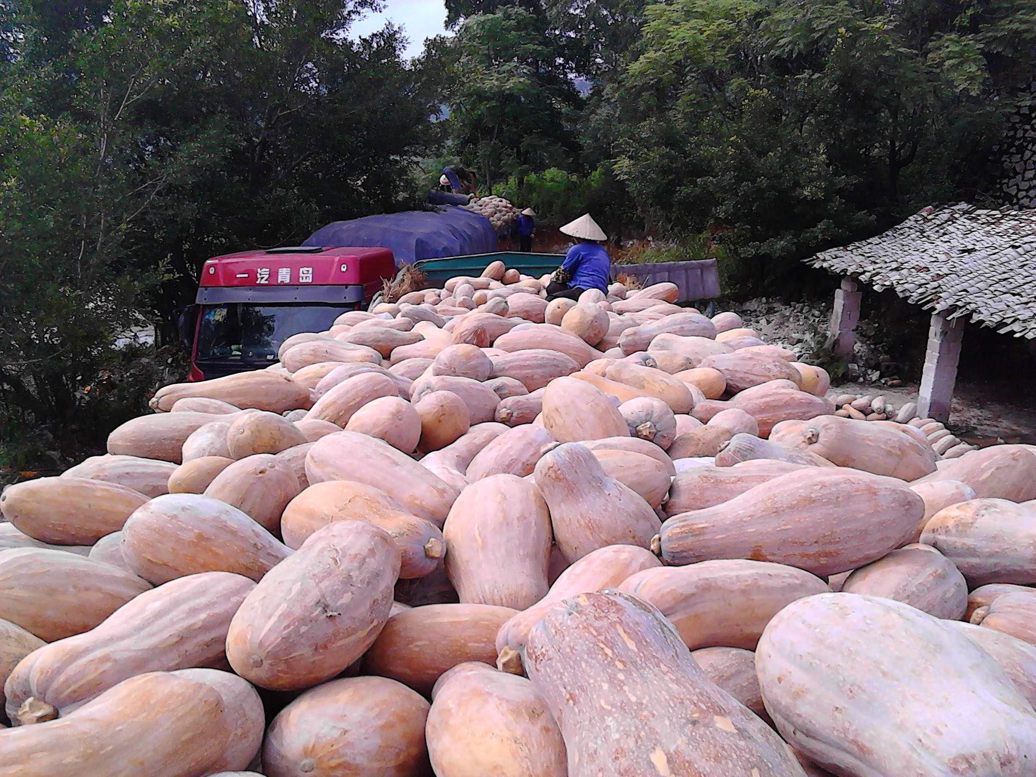 想要让南瓜产量更高,农民需要做好这5点,结果多产量高!