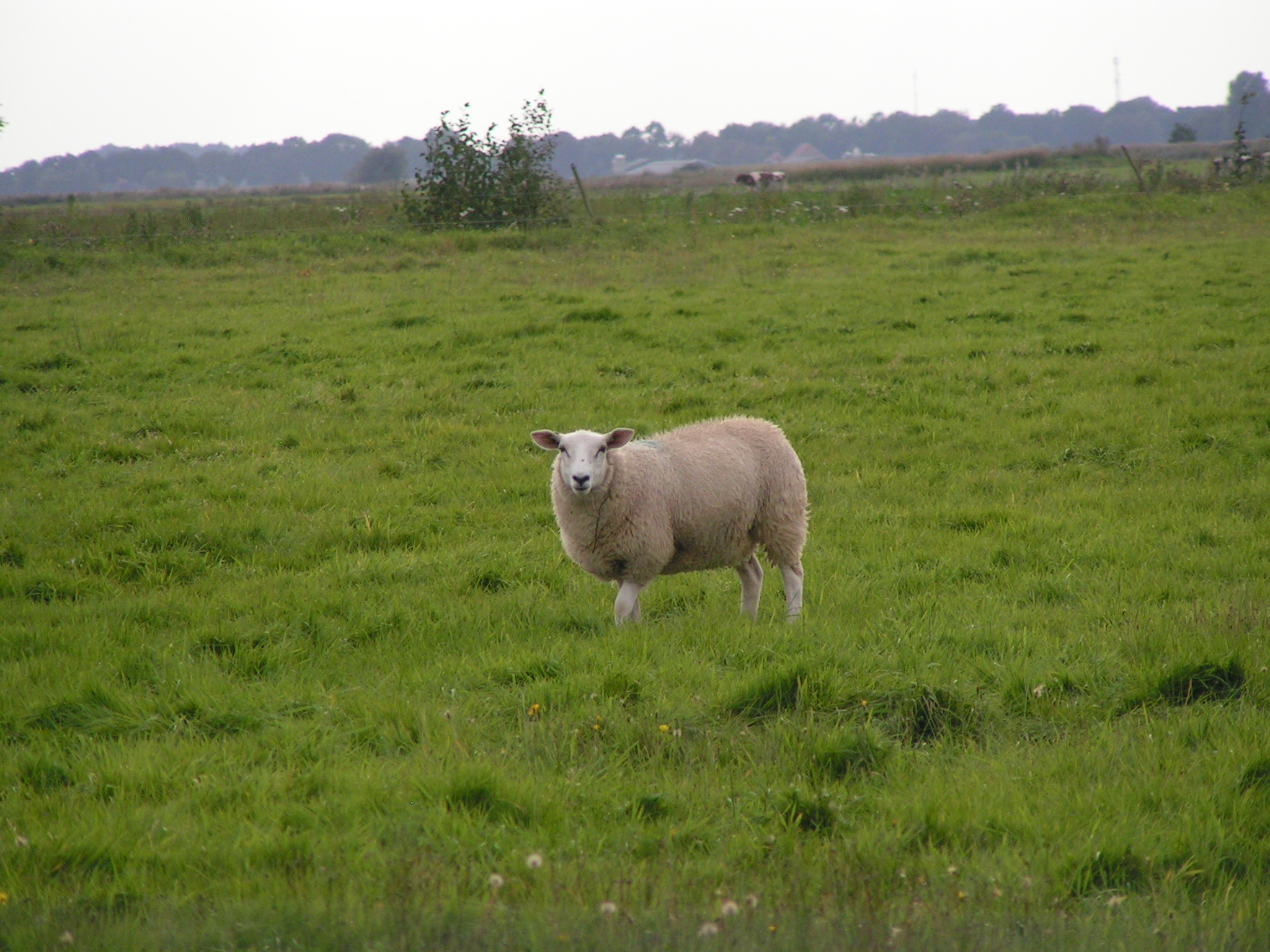 大金羊十羊九富钞票满溢口袋