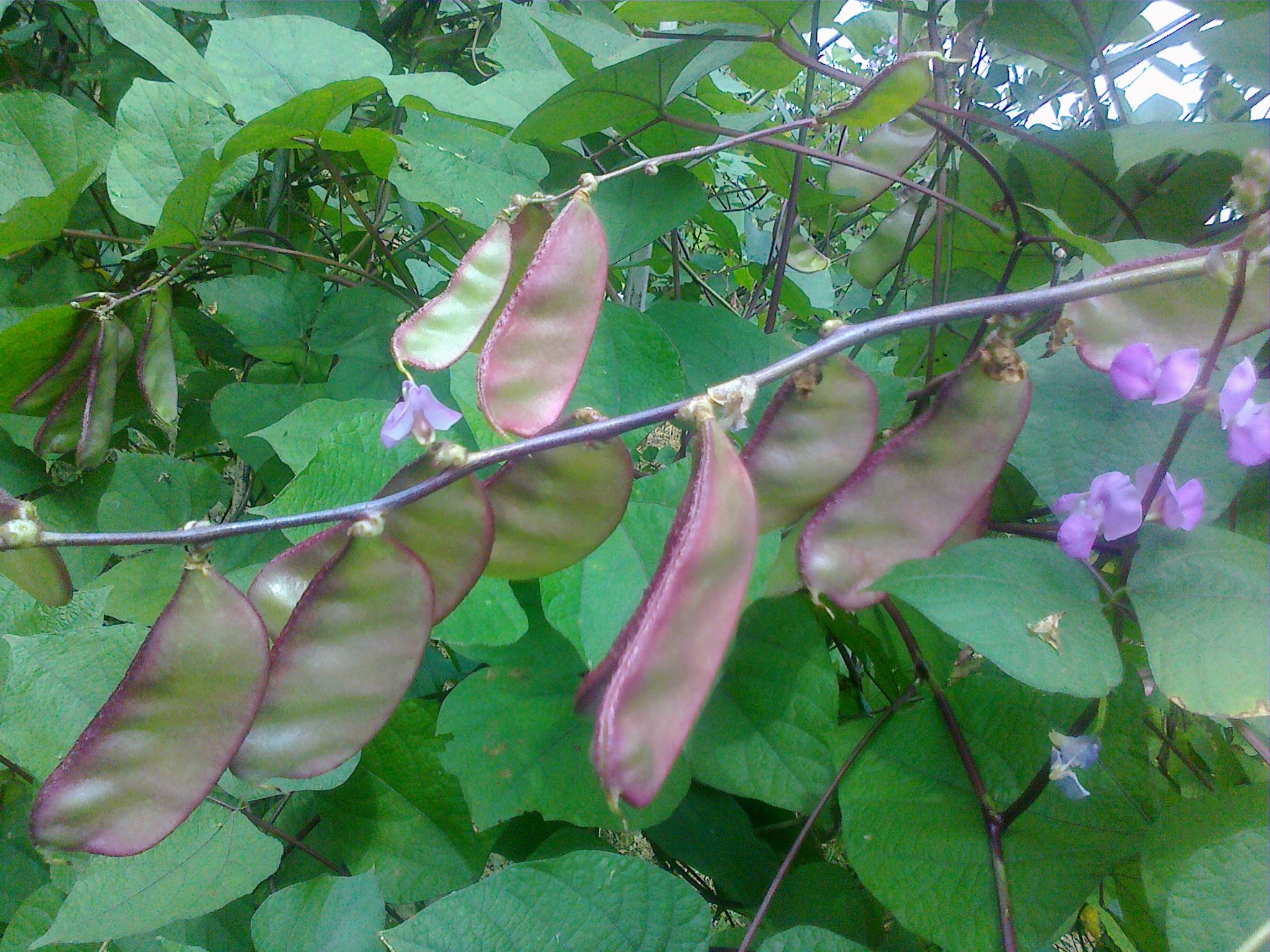 经济效益高,但这4大病害要注意,出现要及时治理|扁豆|病害|植株_新浪