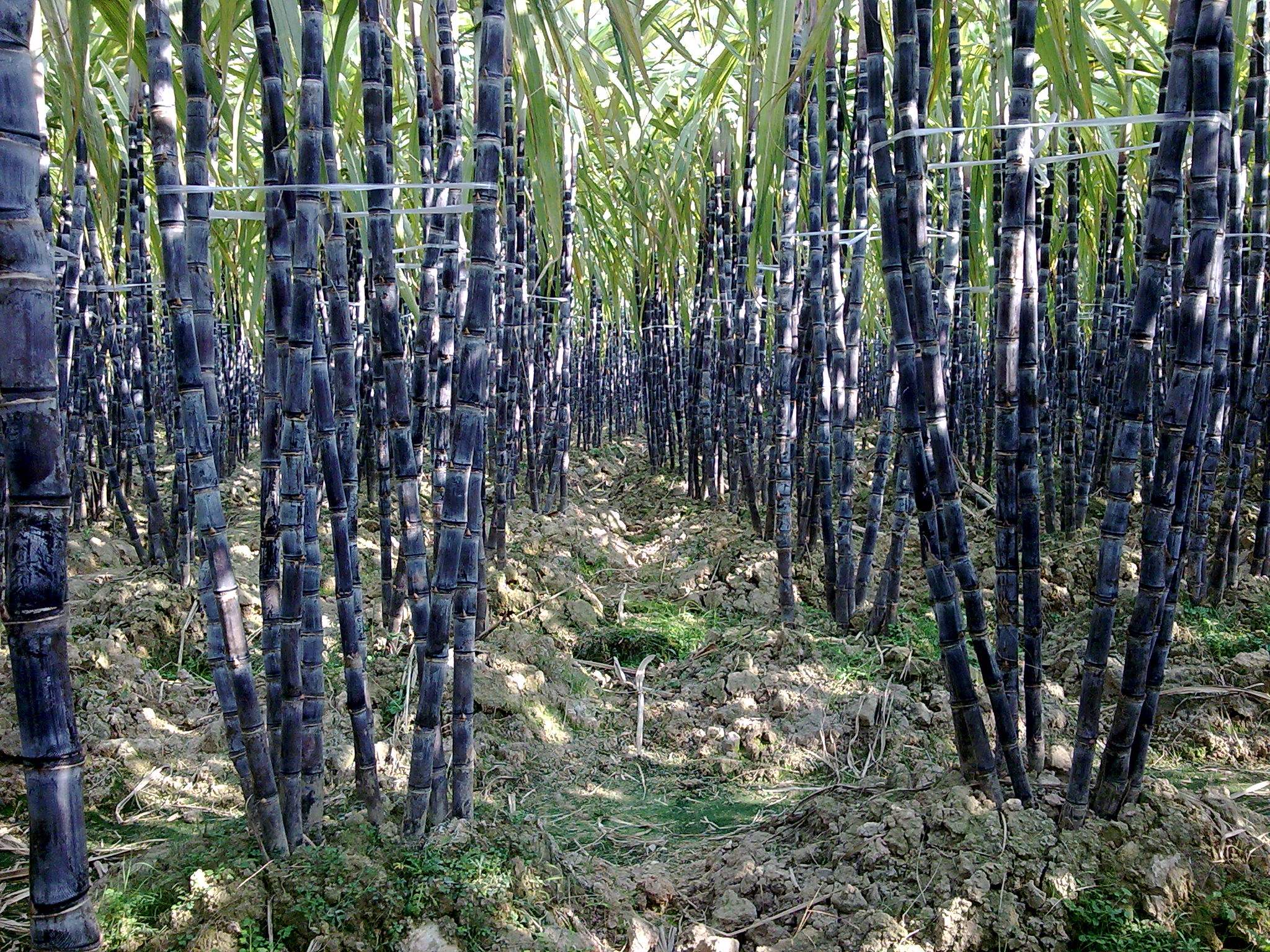 甘蔗的种植需要注意什么?掌握这些技巧,提高收成不是问题!|甘蔗|收成|