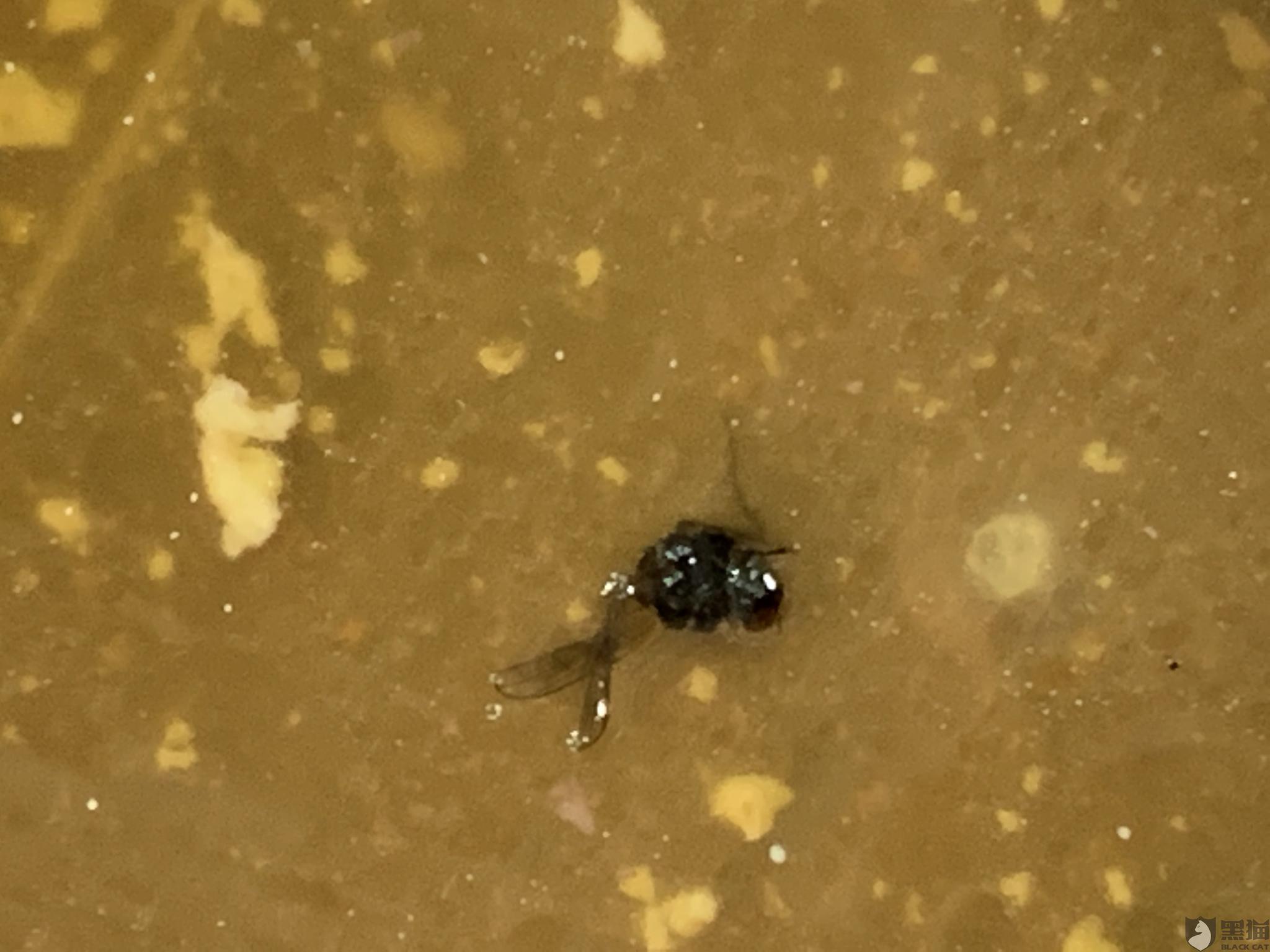 黑猫投诉:吃饭吃出一只苍蝇,商家不鸟人,饿了么不处理,食品安全理赔不