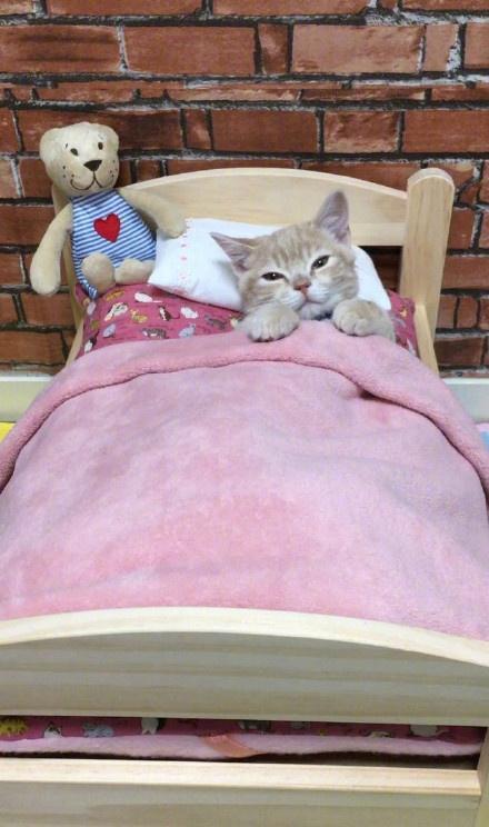 小橘猫乖乖地睡在铲屎官买的小床上,盖着被子的样子太可爱了