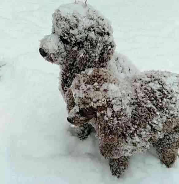 泰迪看见雪兴奋的像决堤的洪水,十分钟后,主人慌了险些永失爱犬