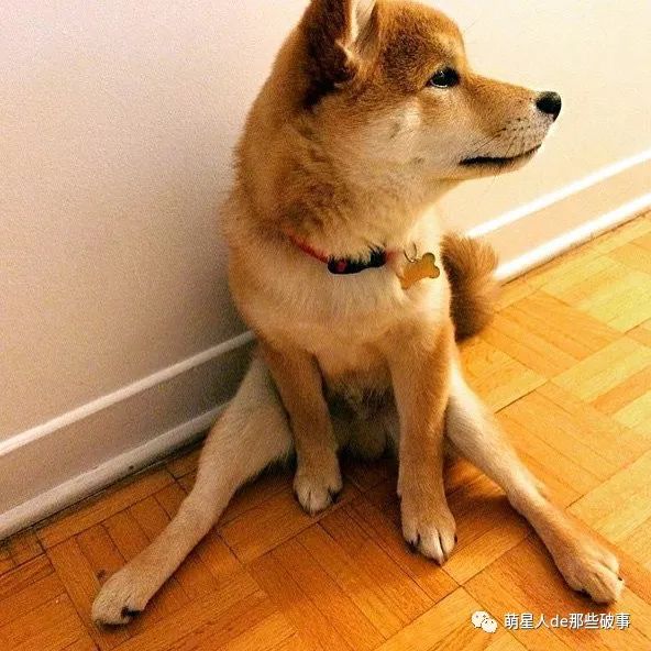 柴犬的大长腿!是不是很性感?