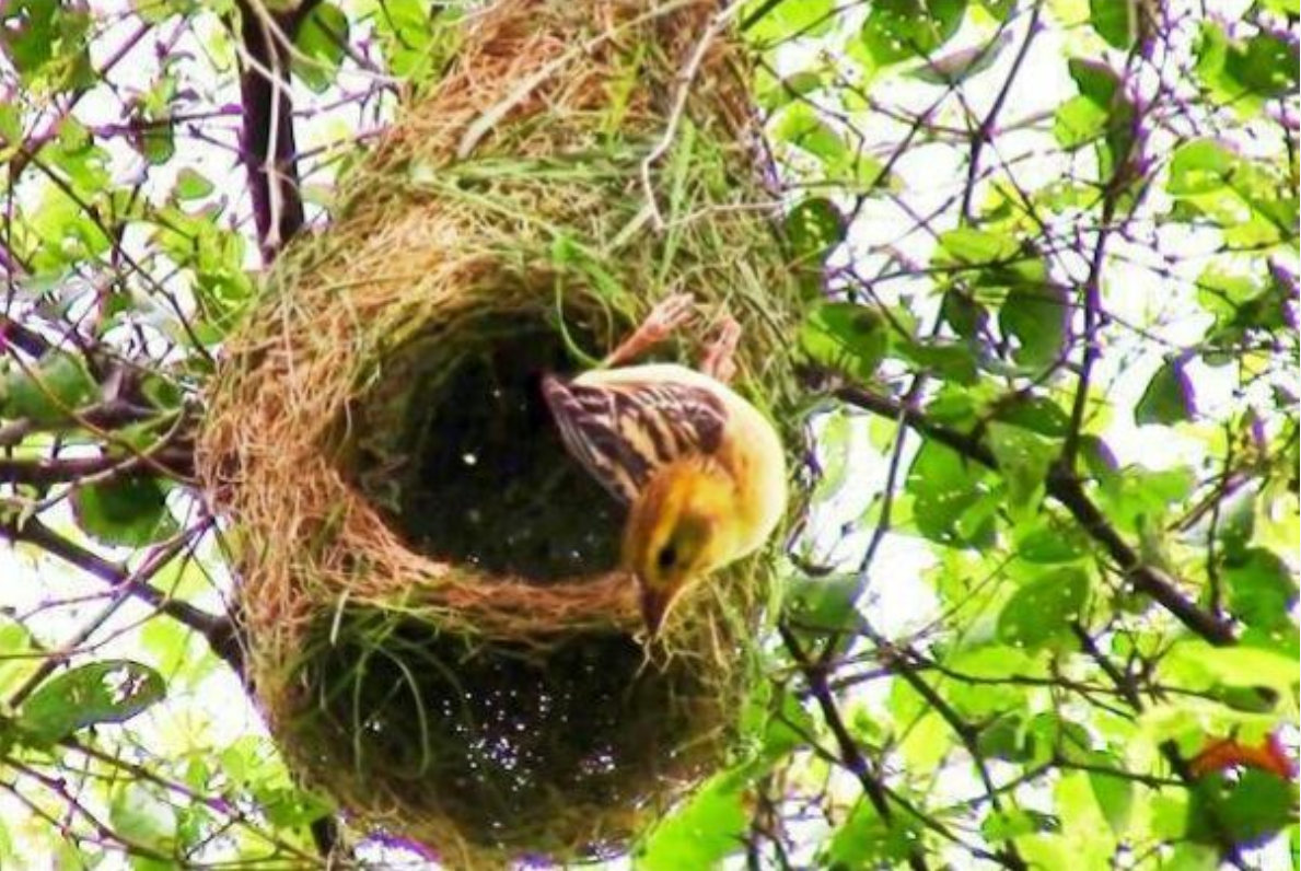 男子发现树上挂着奇怪包裹,准备走近查看时,被当地村民慌张阻拦