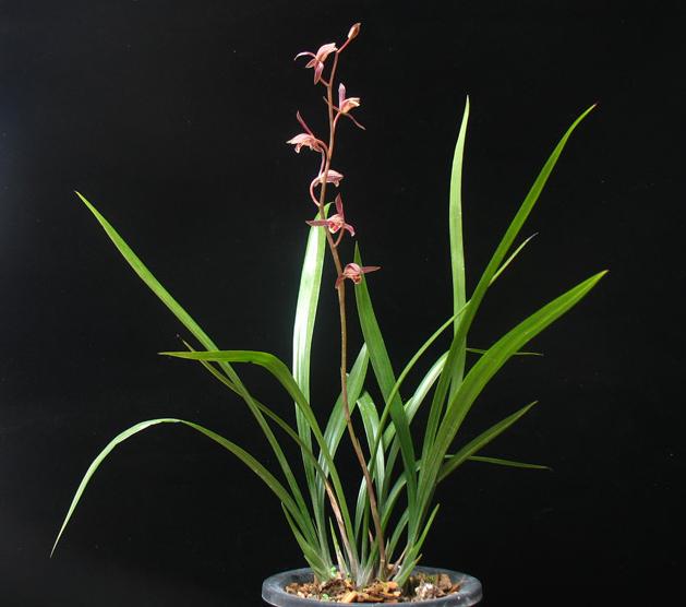 墨兰|兰花|烂根_新浪新闻