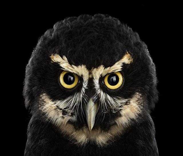 猫头鹰你见过吗一起来看看摄影师镜头下这群可爱的精灵