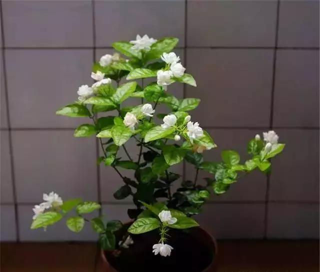 "干茉莉,湿菊花",这才是给茉莉,菊花浇水的正确姿势!