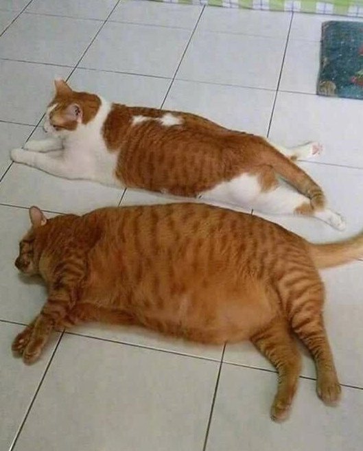 10只橘猫9只胖,还有一只赛大象!网友:这2只橘猫加起来50!