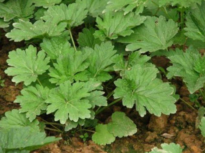 中以及消肿解毒等多种功效,平时适量食用可以预防痰多咳嗽和疮痈肿痛